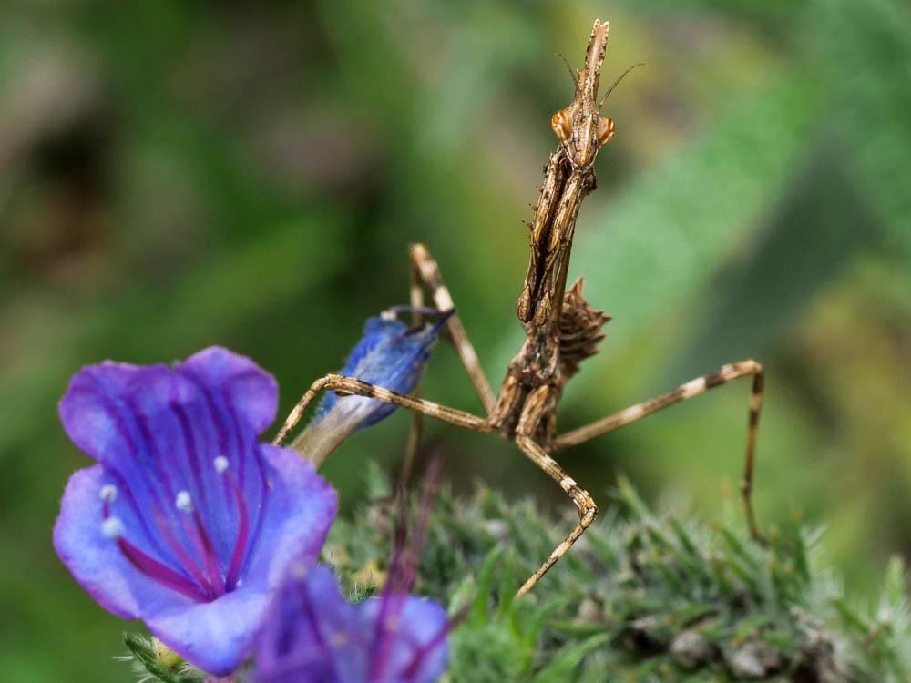 Empuse commune, Diablotin Empusa pennata (Thunberg, 1815)