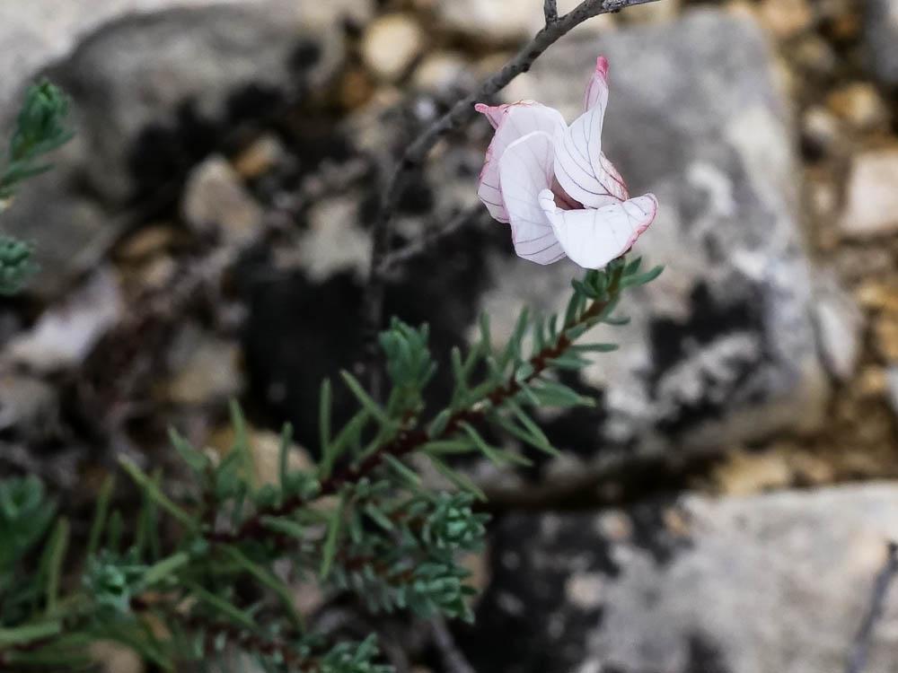 Lin souffré Linum suffruticosum L., 1753