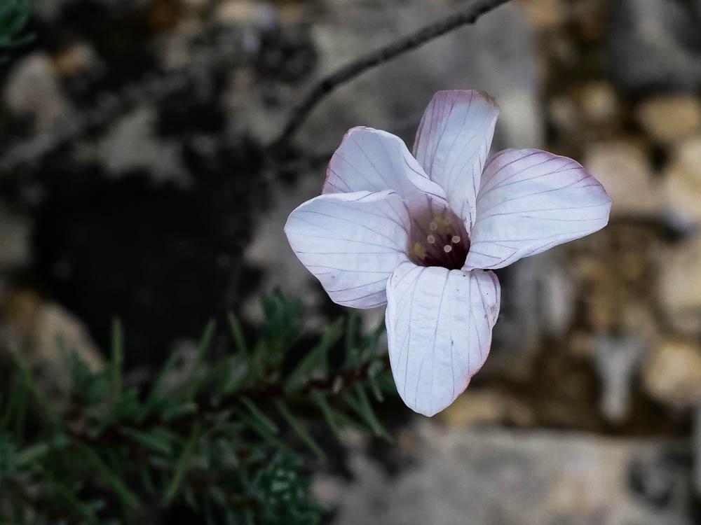 Lin souffré Linum suffruticosum L., 1753