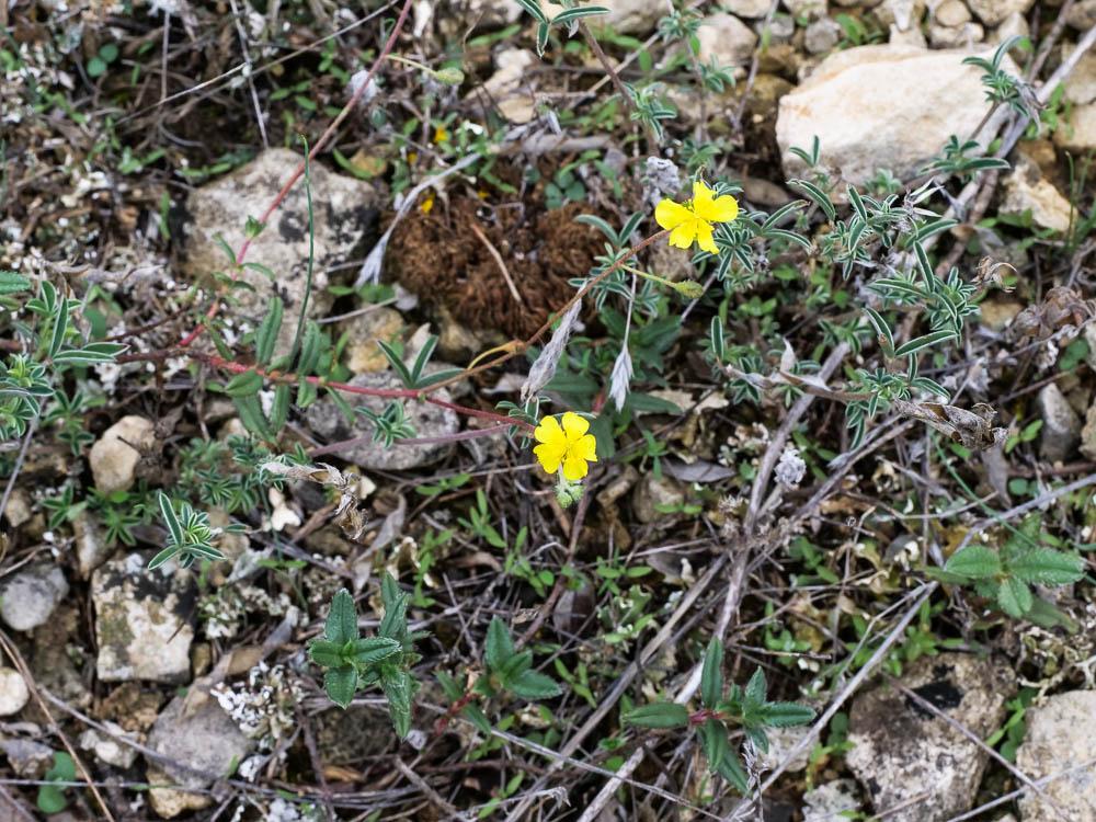 Hélianthème d'Italie Helianthemum italicum (L.) Pers., 1806