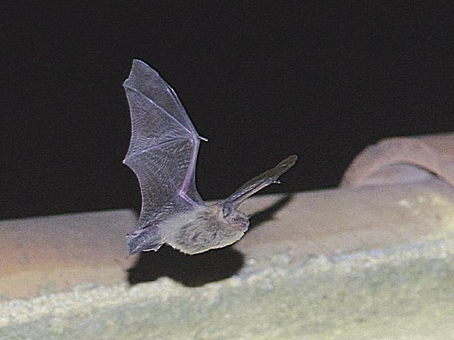 Pipistrelle pygmée Pipistrellus pygmaeus (Leach, 1825)