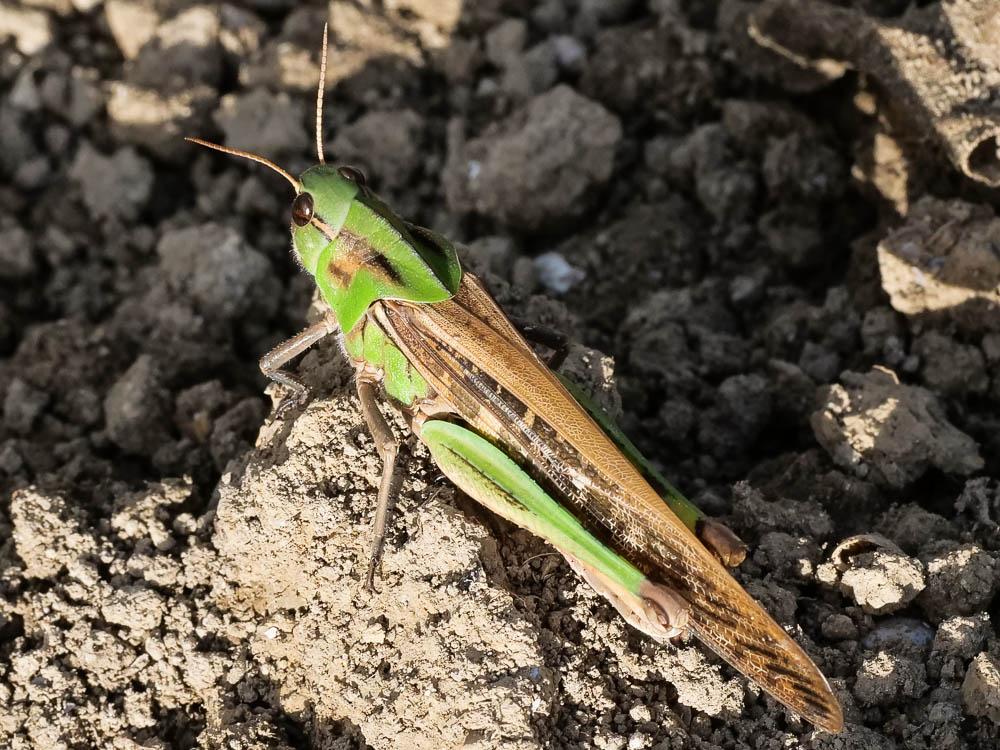Criquet de Palavas Locusta migratoria migratoria (Linnaeus, 1758)