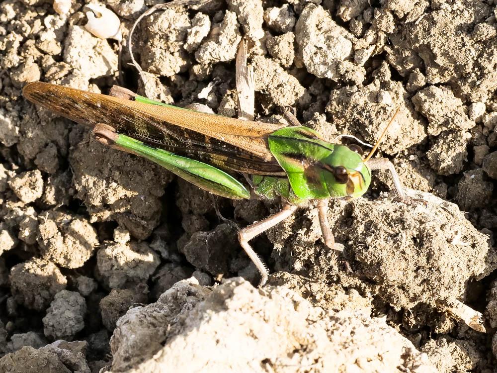 Criquet de Palavas Locusta migratoria migratoria (Linnaeus, 1758)