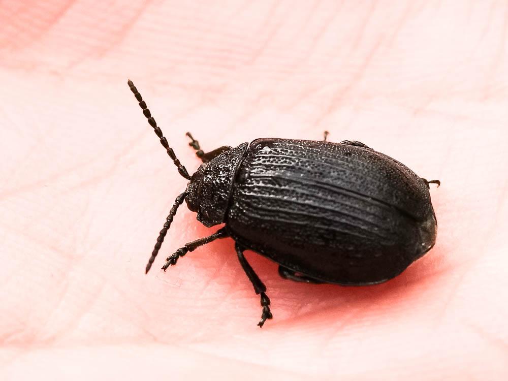  Galeruca pomonae (Scopoli, 1763)
