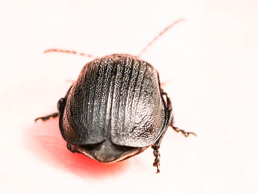  Galeruca pomonae (Scopoli, 1763)