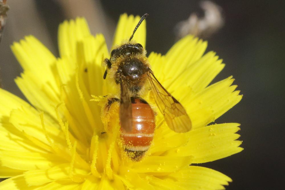 Andrena pellucens Pérez, 1895