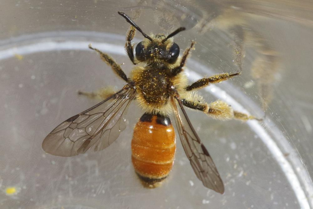 Andrena pellucens Pérez, 1895