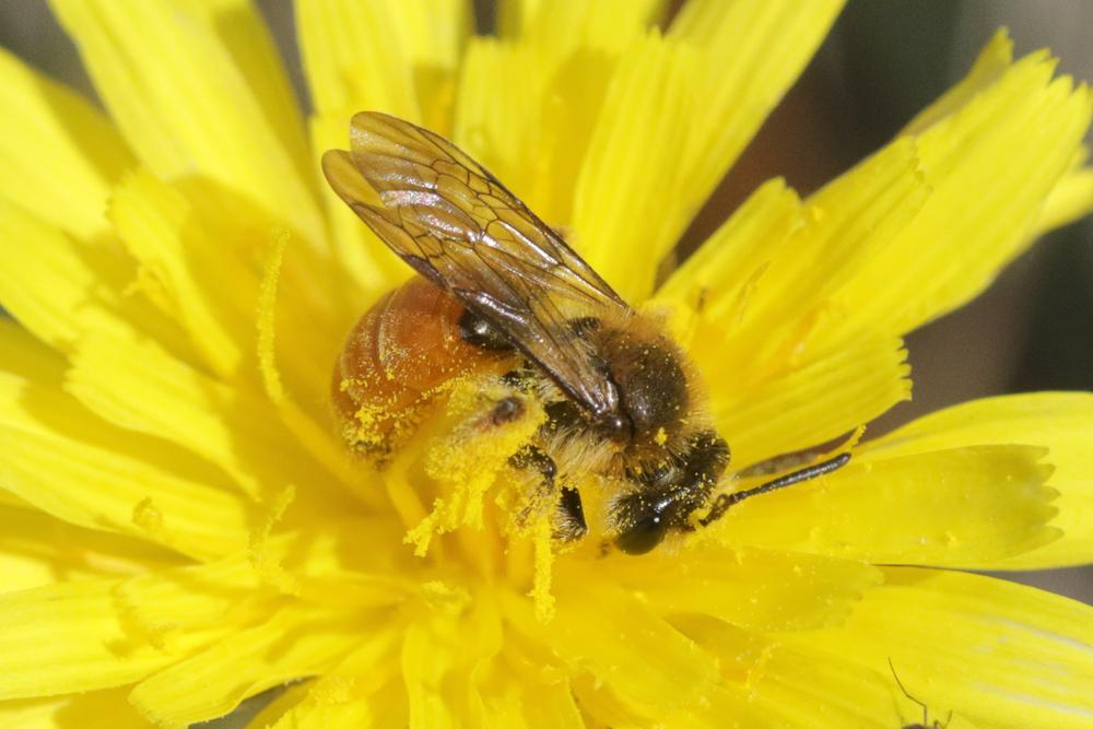 Andrena pellucens Pérez, 1895