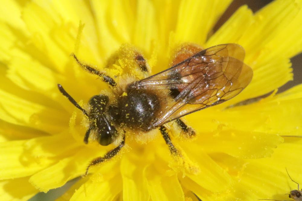  Andrena pellucens Pérez, 1895
