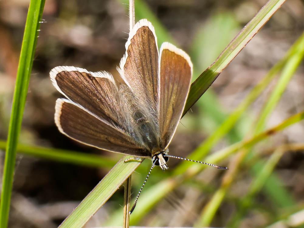 Sablé du Sainfoin (Le), Argus du Sainfoin (L'), Ar Polyommatus damon (Denis & Schiffermüller, 1775)