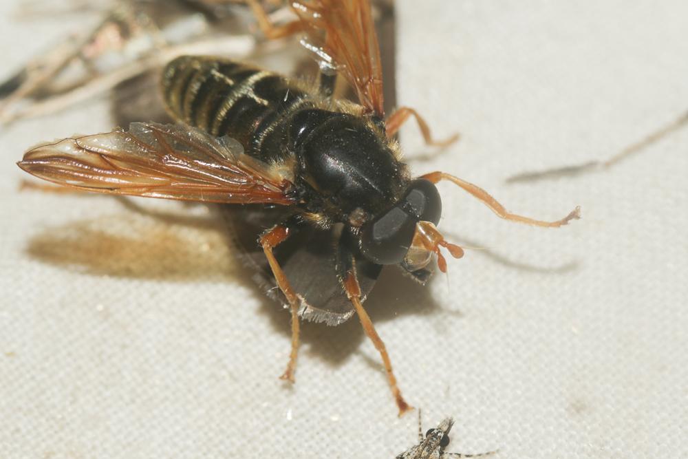  Caliprobola speciosa (Rossi, 1790)
