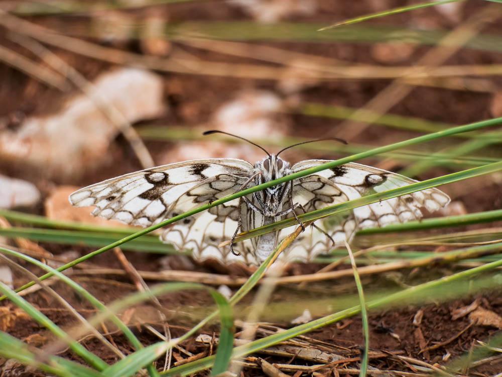 Échiquier de Russie (L'), Echiquier d'Esper (L') Melanargia russiae (Esper, 1783)