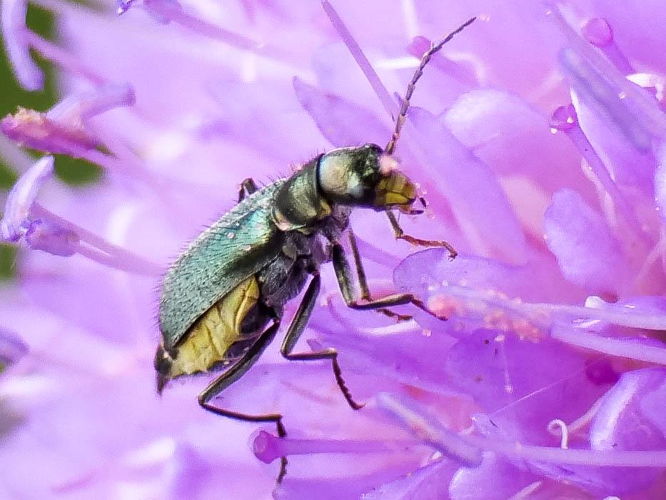 Ceratistes dentifrons (Erichson, 1840)