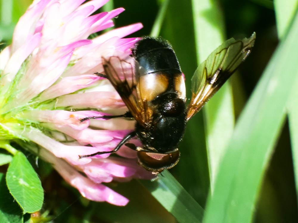 Volucelle à ventre blanc en devant Volucella pellucens (Linnaeus, 1758)