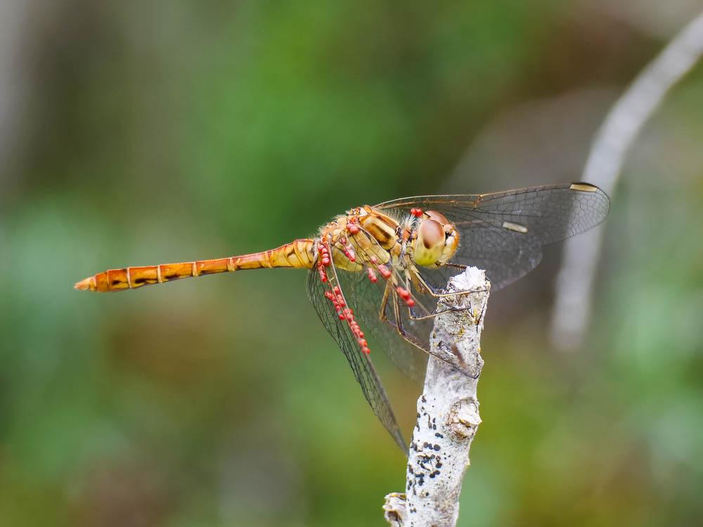 Sympétrum méridional (Le) Sympetrum meridionale (Selys, 1841)