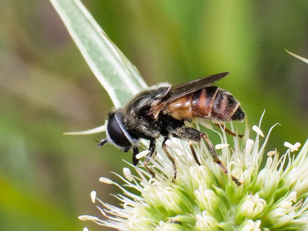Merodon avidus (Rossi, 1790)