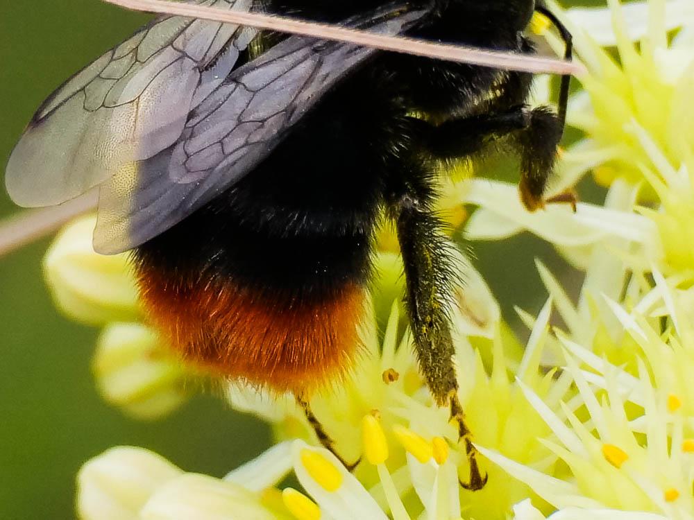 Bourdon des pierres Bombus lapidarius (Linnaeus, 1758)