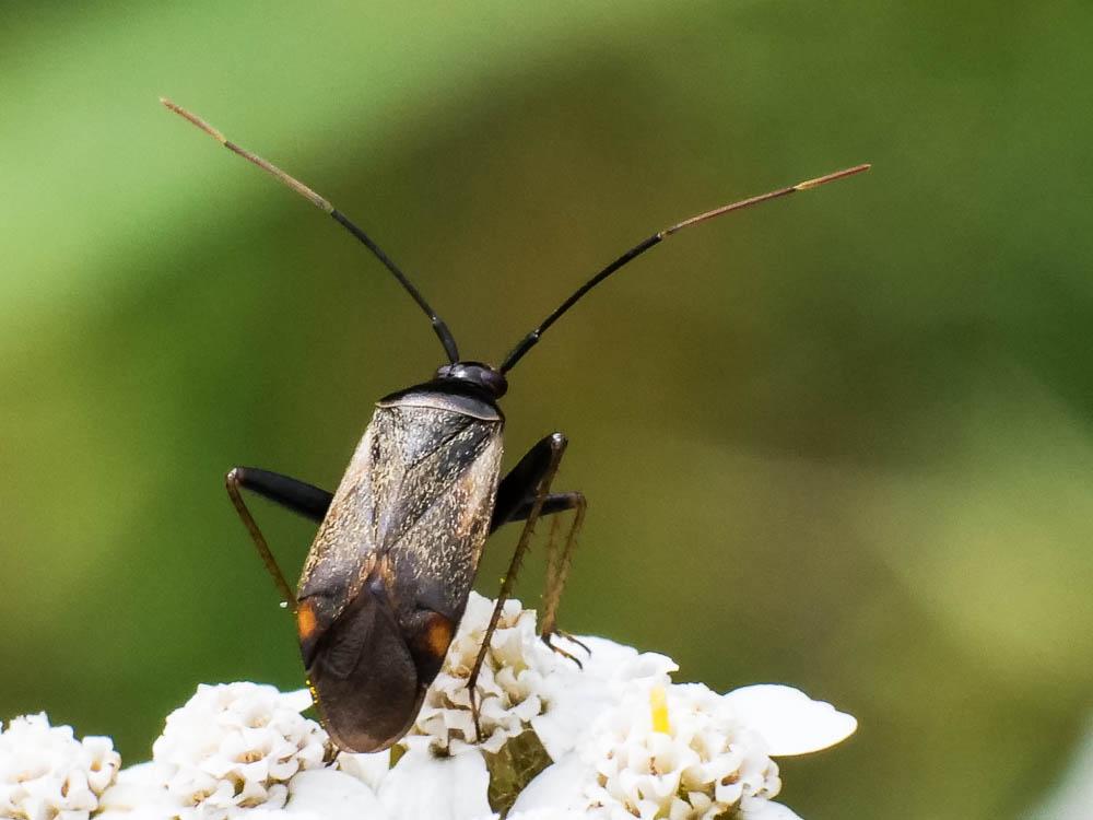  Adelphocoris seticornis (Fabricius, 1775)
