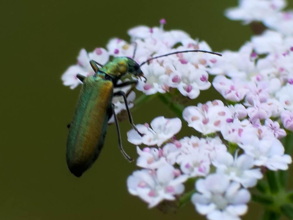 Chrysanthie verte Chrysanthia viridissima (Linnaeus, 1758)
