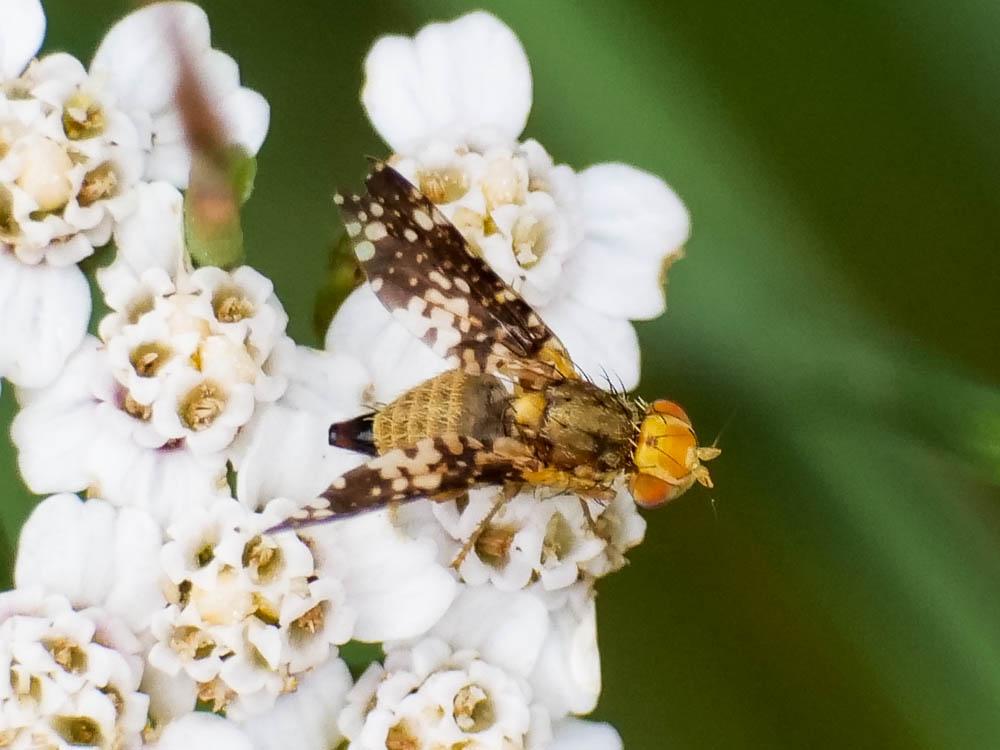 Oxyna flavipennis (Loew, 1844)