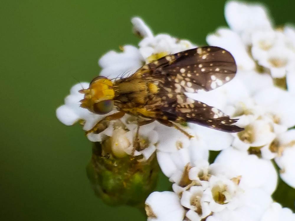 Oxyna flavipennis (Loew, 1844)