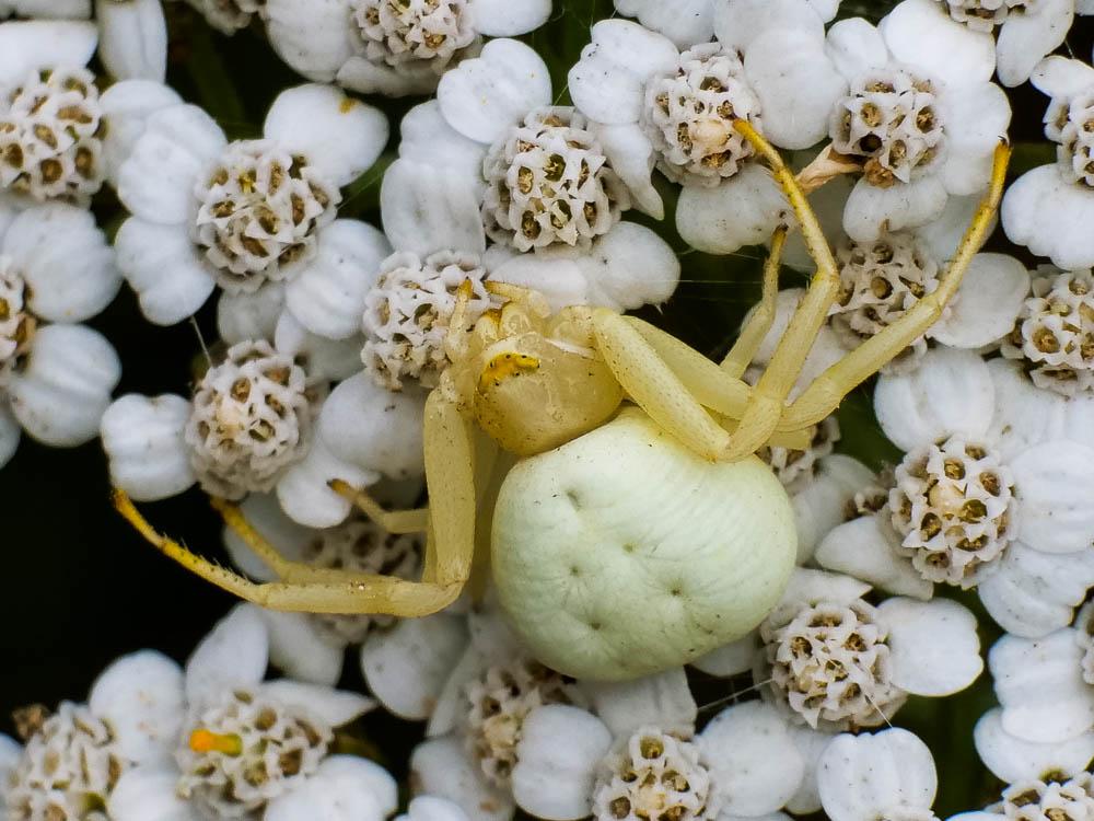 Misumène variable Misumena vatia (Clerck, 1758)