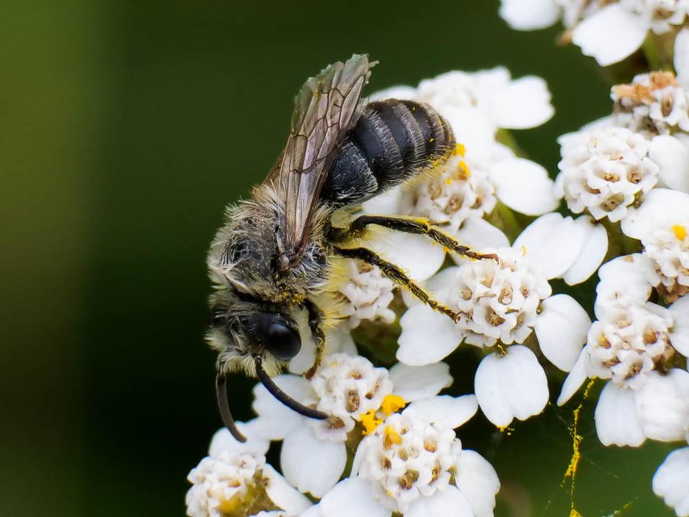 Andrena Fabricius, 1775