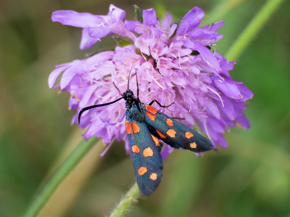 Zygène transalpine (La) Zygaena transalpina (Esper, 1780)