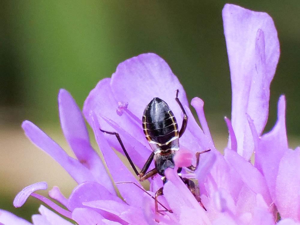 Nabide-fourmi Himacerus mirmicoides (O. Costa, 1834)