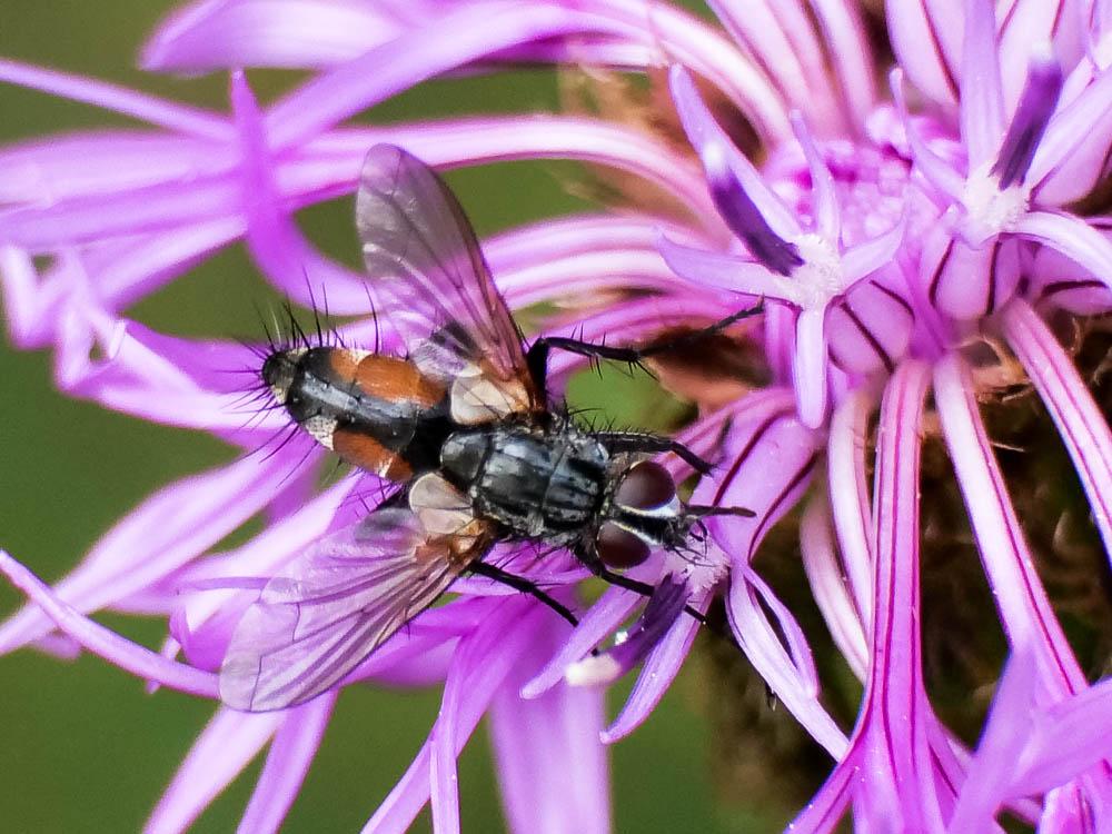 Eriothrix rufomaculatus (De Geer, 1776)