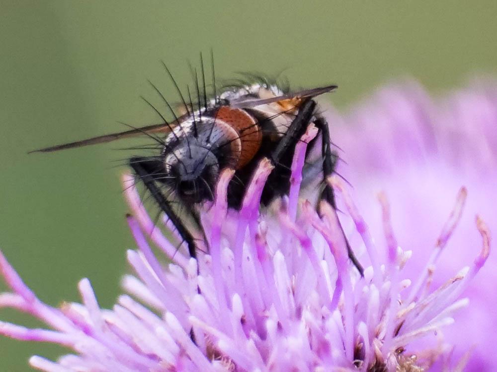 Eriothrix rufomaculatus (De Geer, 1776)