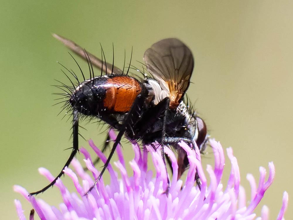 Eriothrix rufomaculatus (De Geer, 1776)