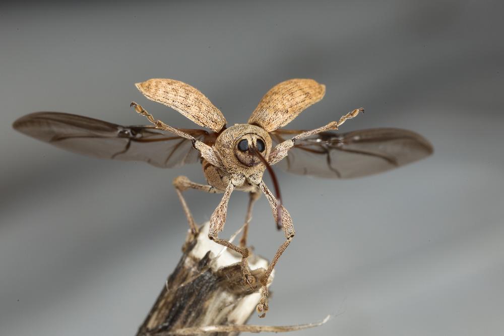 Balamin éléphant Curculio elephas (Gyllenhal, 1835)