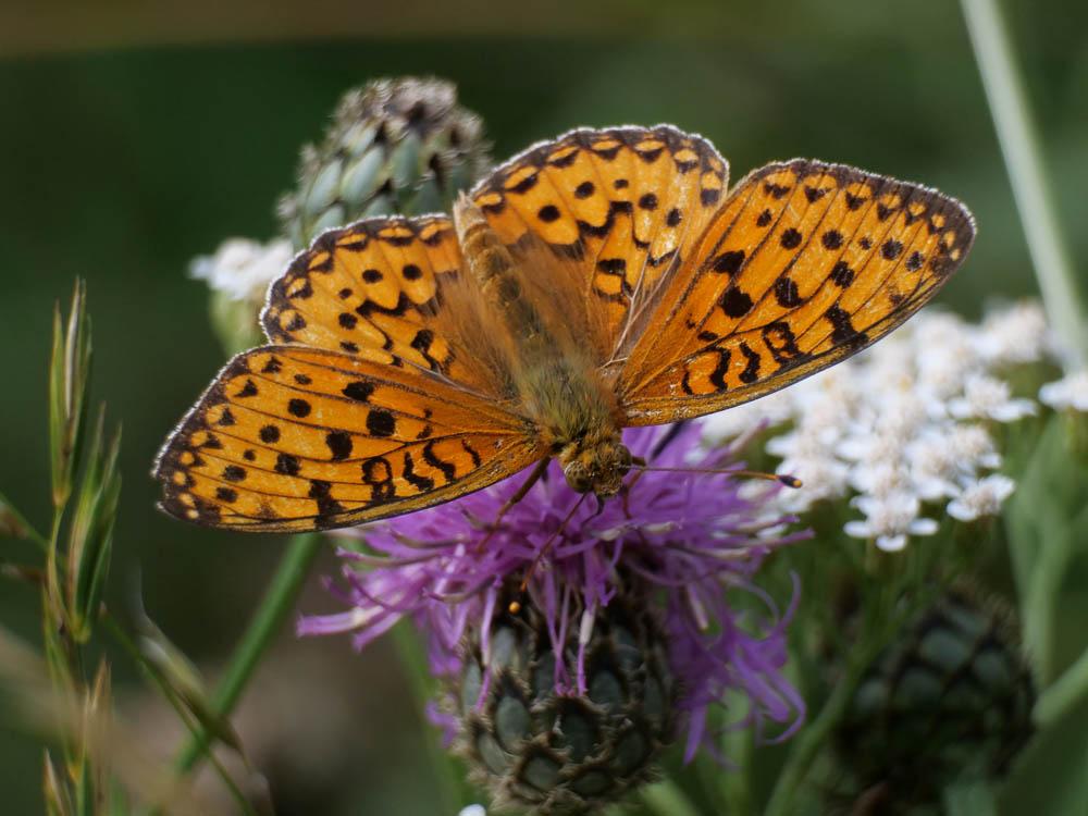 Grand Nacré (Le), Aglaé (L'), Moyen-Nacré (Le) Speyeria aglaja (Linnaeus, 1758)