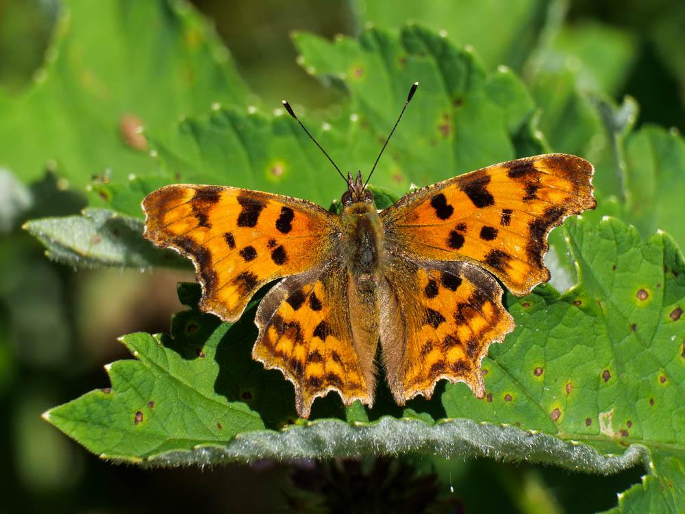 Gamma (Le), Robert-le-diable (Le), C-blanc (Le), D Polygonia c-album (Linnaeus, 1758)