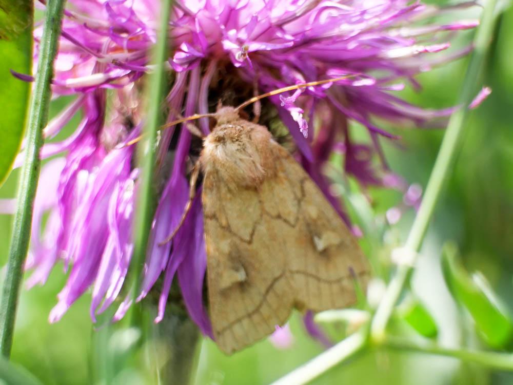 Noctuelles Noctuidae Latreille, 1809