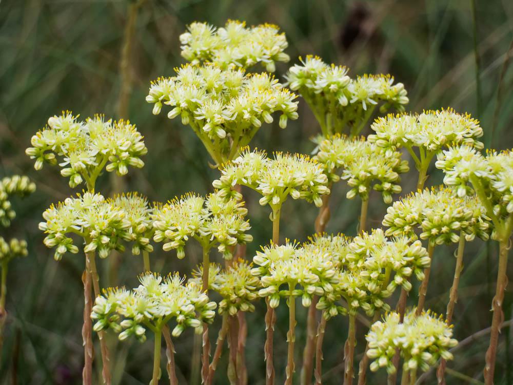 Orpin blanc jaunâtre, Orpin de Nice, Sédum de Nice Sedum sediforme (Jacq.) Pau, 1909
