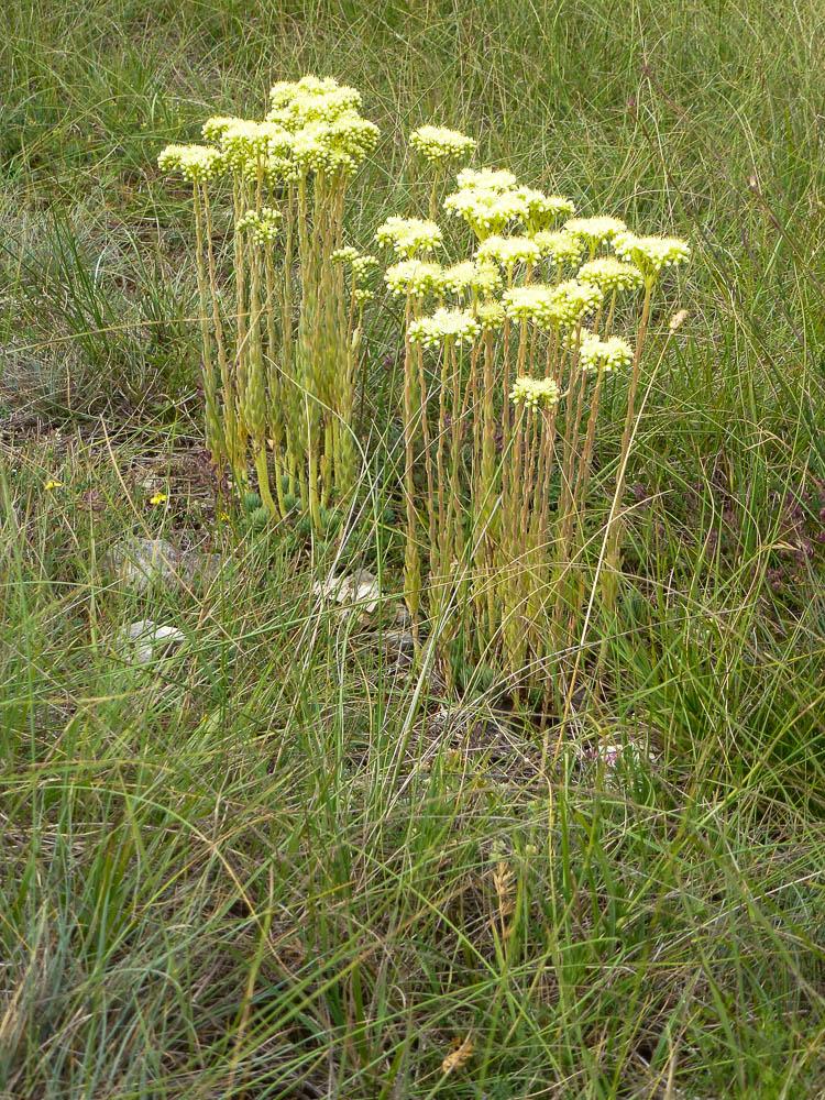 Orpin blanc jaunâtre, Orpin de Nice, Sédum de Nice Sedum sediforme (Jacq.) Pau, 1909