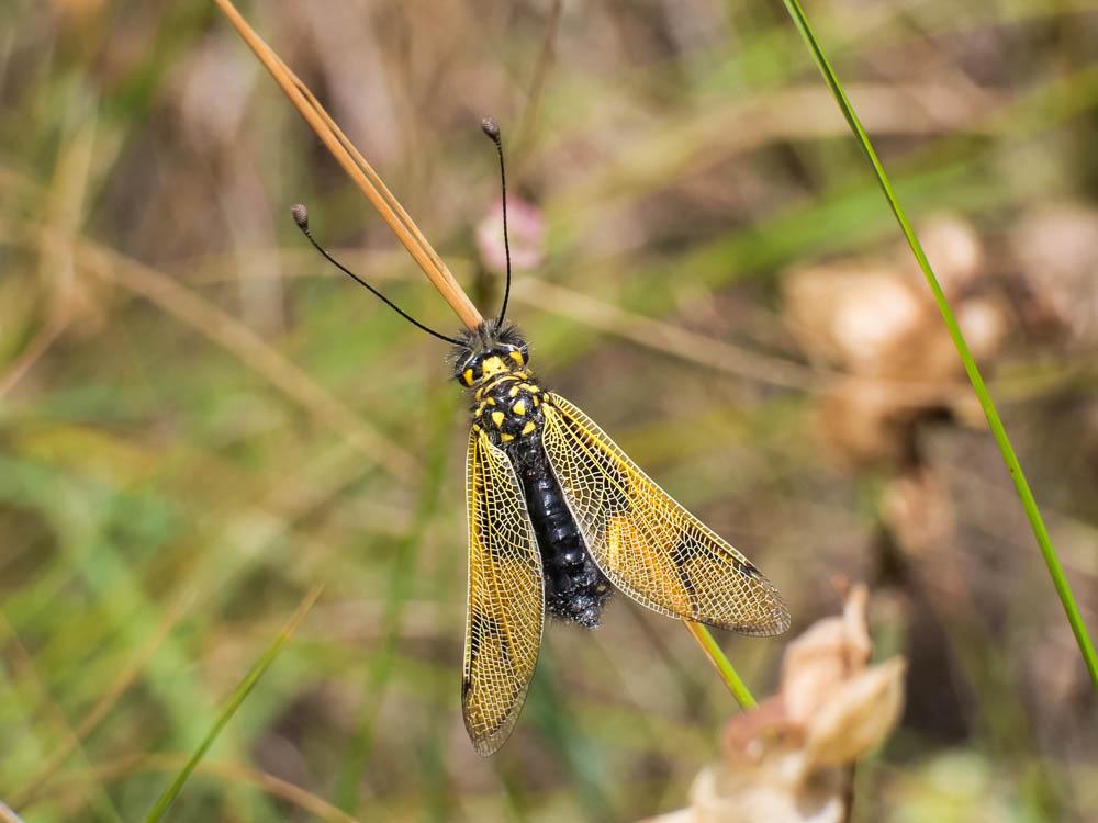 Ascalaphe ambré Libelloides longicornis (Linnaeus, 1764)