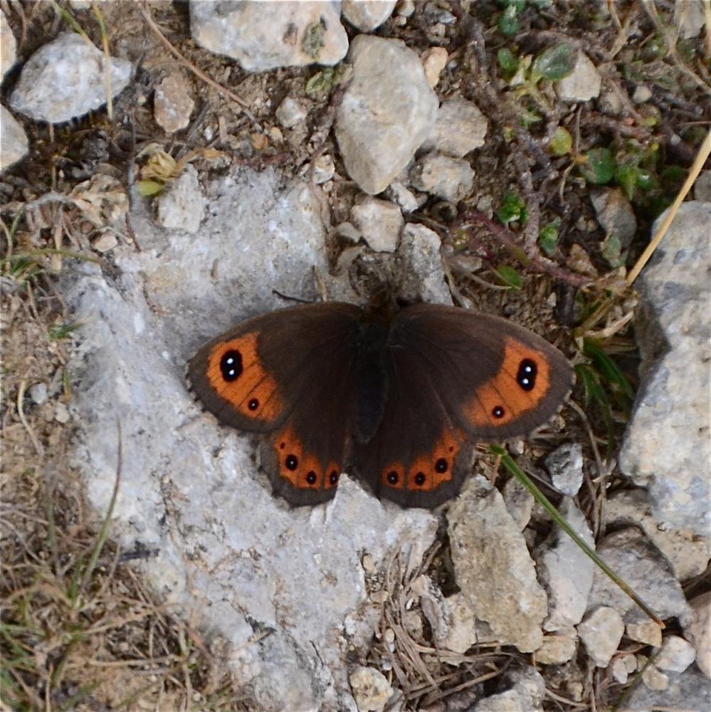 Moiré striolé (Le) Erebia montana (Prunner, 1798)