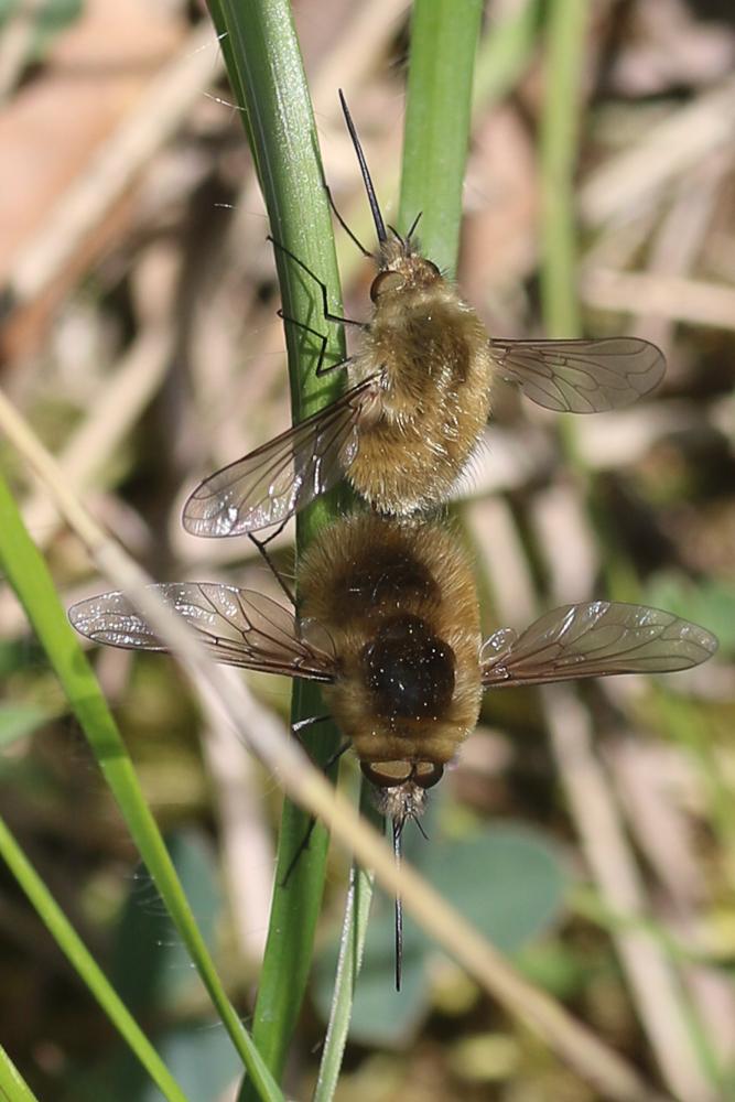  Bombylius trichurus Pallas, 1818