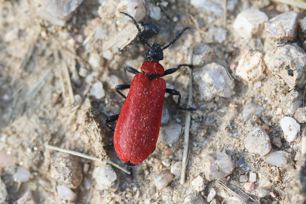 Cardinal, Pyrochore écarlate Pyrochroa coccinea (Linnaeus, 1760)
