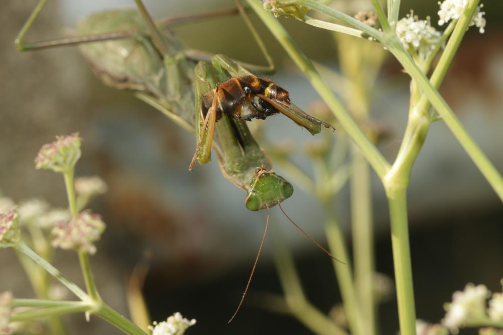 La Mante religieuse Mantis religiosa (Linnaeus, 1758)