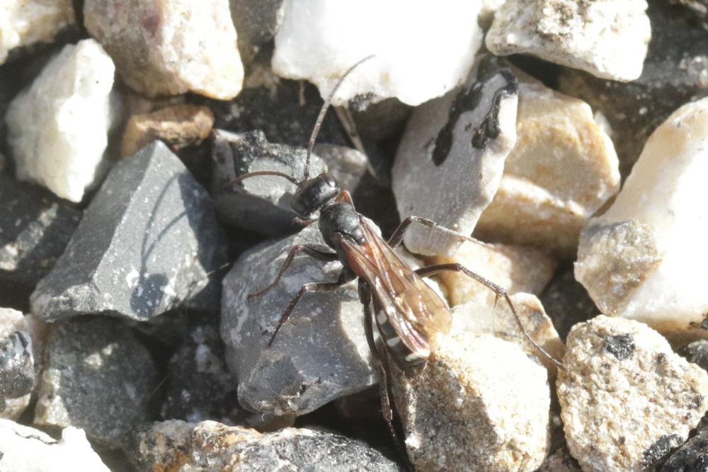 Le  Cryptocheilus fabricii (Vander Linden, 1827)