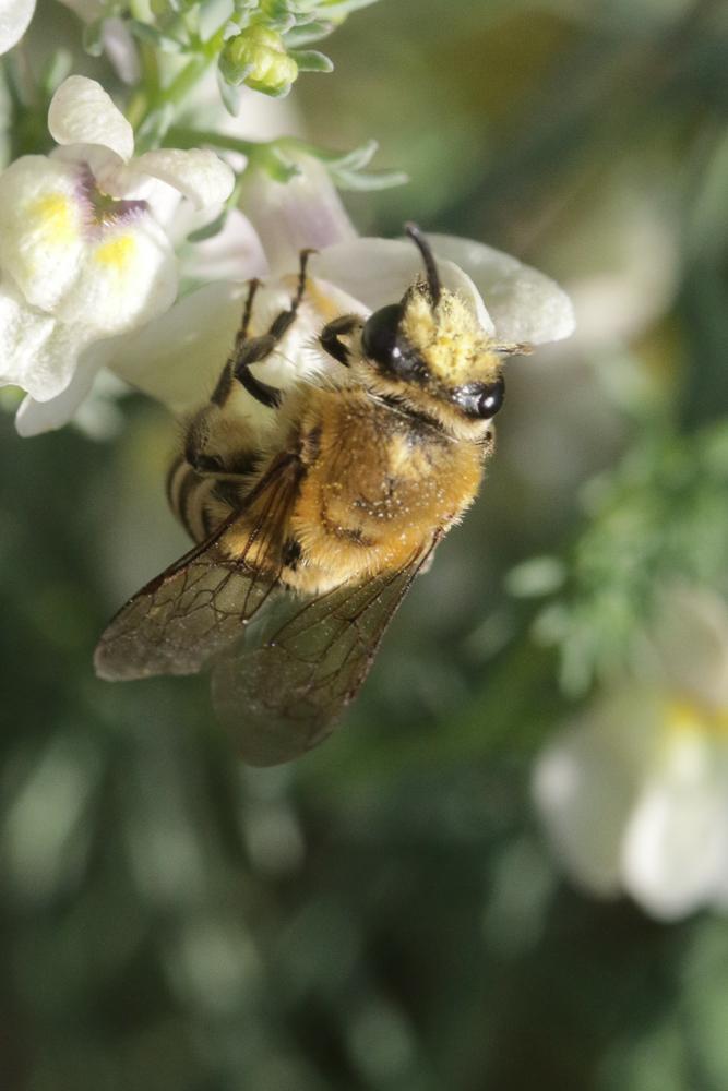  Colletes Latreille, 1802