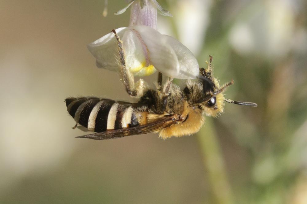 Colletes Latreille, 1802