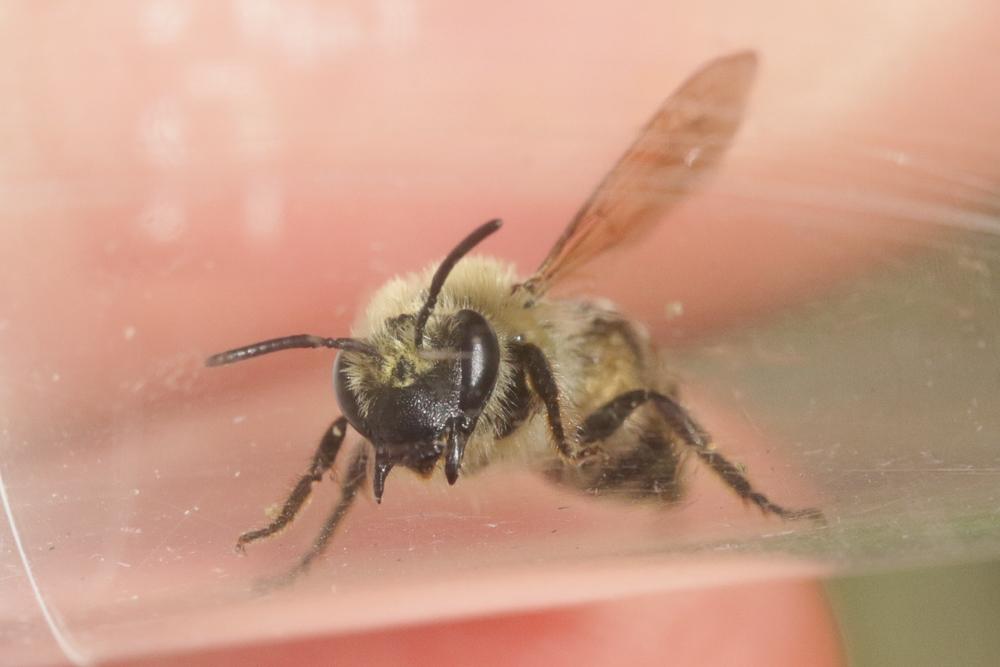  Colletes Latreille, 1802