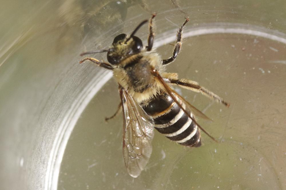  Colletes Latreille, 1802