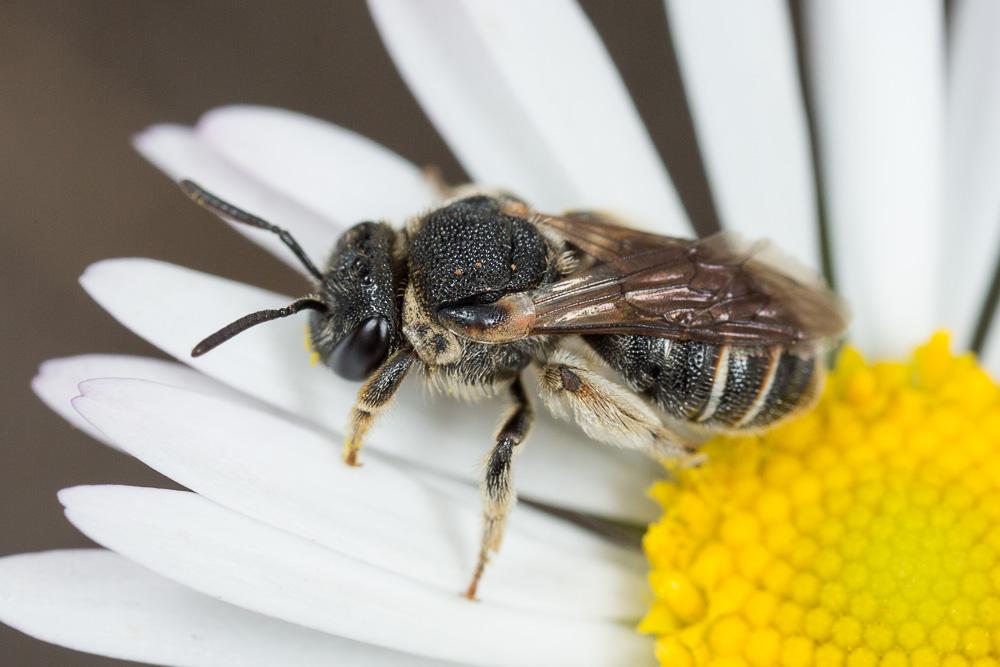 Nomiapis diversipes (Latreille, 1806)