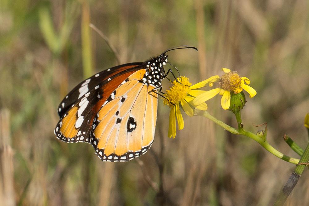 Le Petit Monarque (Le) Danaus chrysippus (Linnaeus, 1758)
